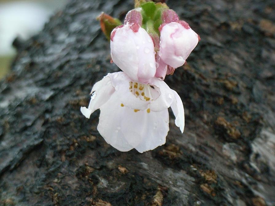 桜、咲いた！_c0108388_18201672.jpg