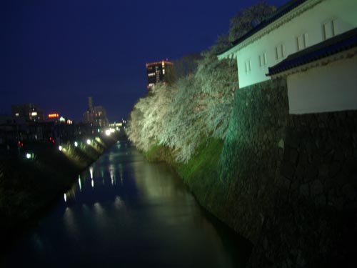 平泉寺　“しだれ桜”　満開_b0099994_104692.jpg