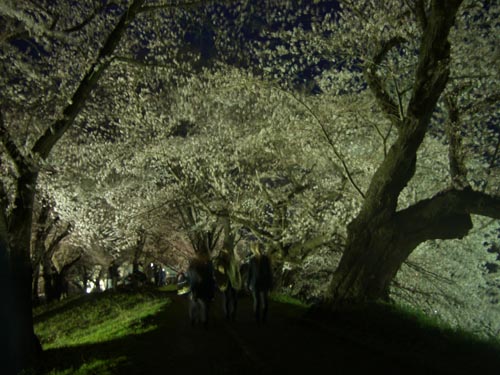 平泉寺　“しだれ桜”　満開_b0099994_1055071.jpg