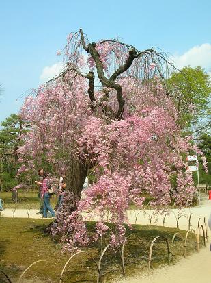 ～春の京都～（二条城編）　＝4/11（水）＝_d0036611_94128.jpg