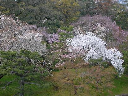 ～春の京都～（二条城編）　＝4/11（水）＝_d0036611_96966.jpg