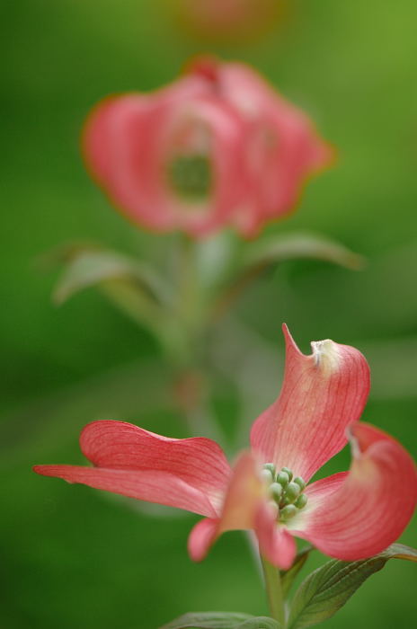 お手軽に近所の公園・花_f0032011_2016214.jpg