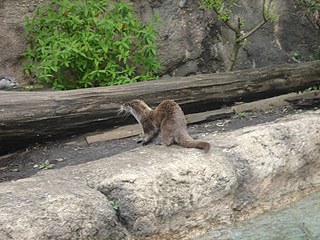 よこはま動物園　ズーラシア_c0025217_2344434.jpg