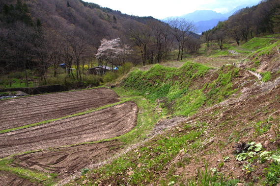 20070421 ヒメギフとスミレ散歩（長野県富士見町・山梨県北杜市）_d0090322_29126.jpg