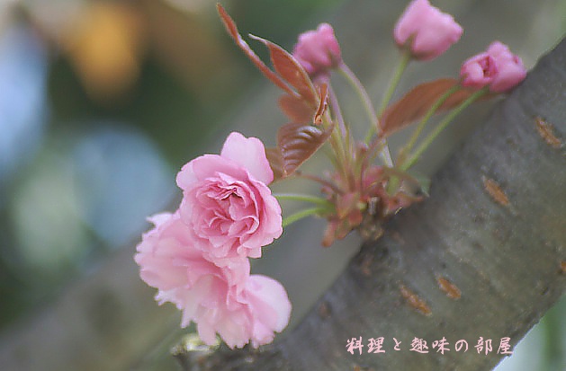 八重桜　今が満開ですね〜！！厚木中央公園にて。_b0033423_762841.jpg