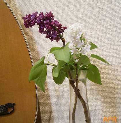 ライラックの切花 Cafe De Mico つぶやきブログ