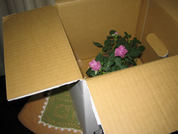 e0110940_1142765.jpg