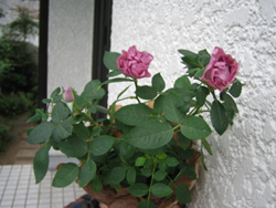 e0110940_1155461.jpg