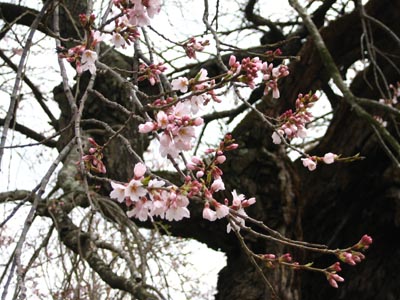 4月22日(日)　いわき市内の桜　開花状況_f0105342_20311130.jpg