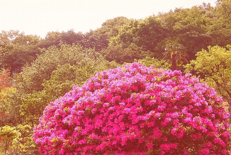 ツツジの季節_e0110145_1023031.jpg
