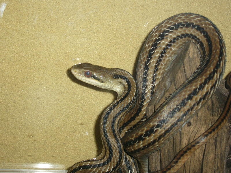 f0096947_1743748.jpg