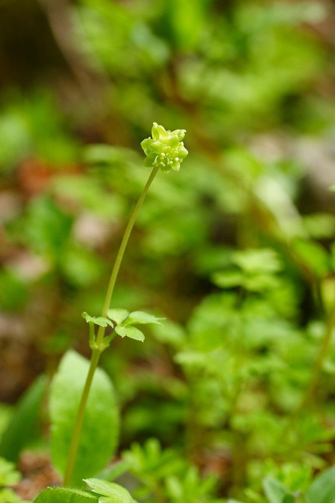 c0008948_22245386.jpg