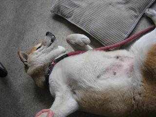感謝!感謝~!_c0049950_22461138.jpg