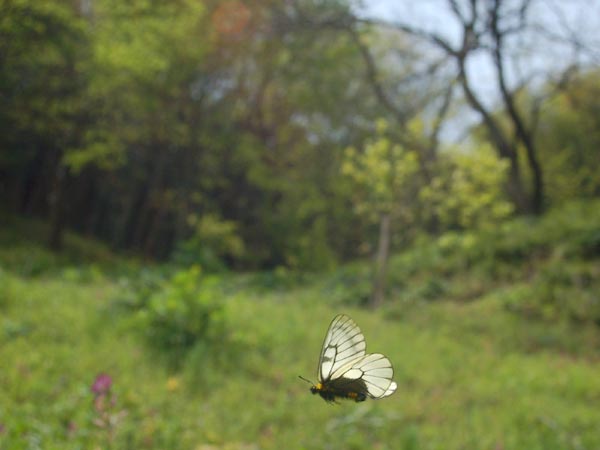 越生町、小川町（ウスバシロチョウなど）_c0045352_16385913.jpg