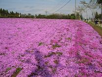 今年も羊山公園の芝桜を！_c0007567_21551987.jpg