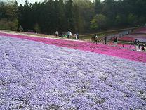 今年も羊山公園の芝桜を！_c0007567_21559100.jpg