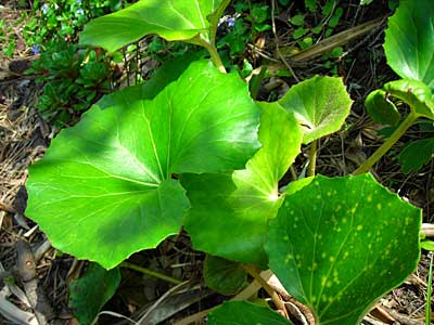 初夏の海べの植物（トベラ、スミレ他）_e0097770_2041158.jpg