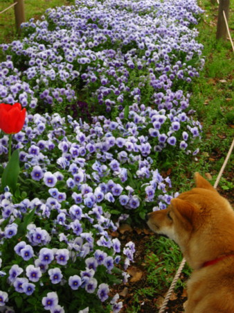 柴犬すみれ・・雨です_b0088173_16474935.jpg