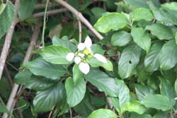 ここ1ヶ月ほどの植物達!Ⅱ_b0084378_2315811.jpg