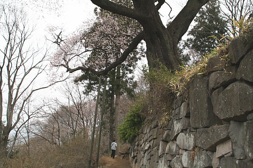 沼田公園の桜_c0112479_8245114.jpg