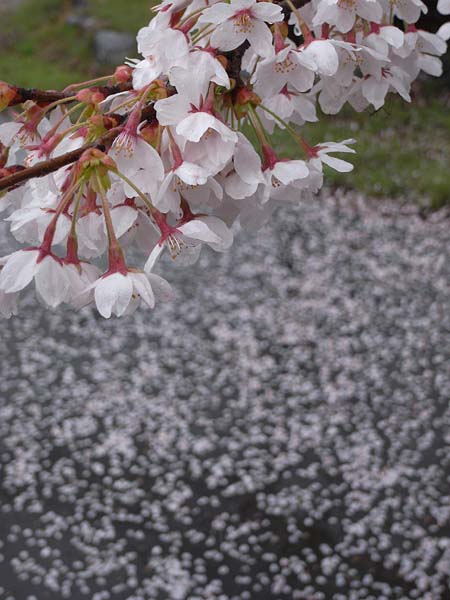 桜前線のしっぽ_e0082981_20535051.jpg