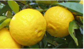 f0130983_11223173.gif