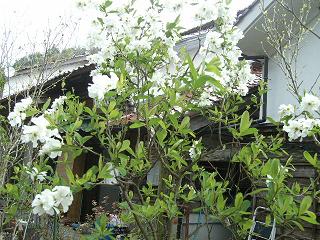 4月の庭_d0087595_7422822.jpg