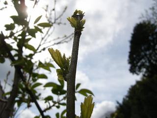 4月の庭_d0087595_75396.jpg