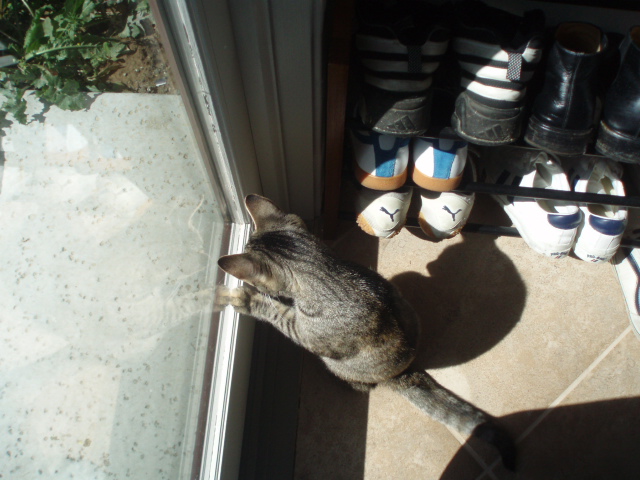 Cosmo_b0079097_11111697.jpg