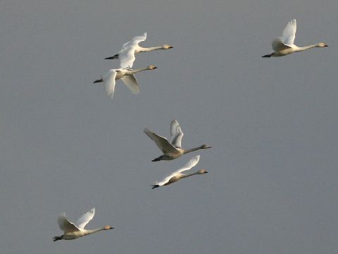 e0103903_2171533.jpg