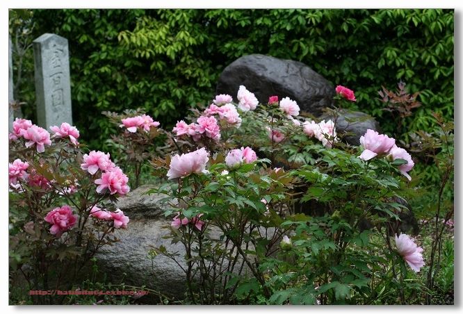 雨の花遍路_a0057905_19112349.jpg