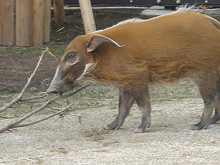 よこはま動物園　ズーラシア_c0025217_0403771.jpg