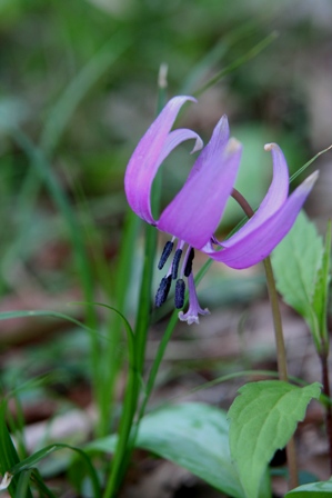 野草の花_f0111425_1192269.jpg