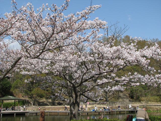 桜_f0099535_19163442.jpg