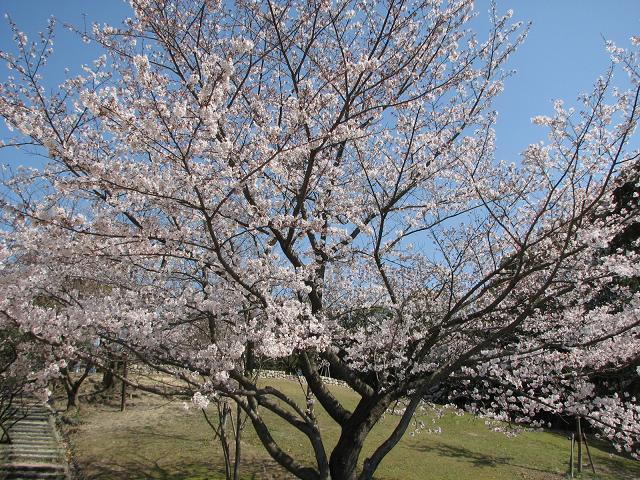 桜_f0099535_19165857.jpg