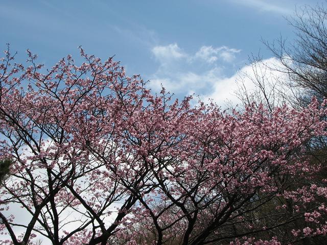 大山桜_f0099535_19522914.jpg