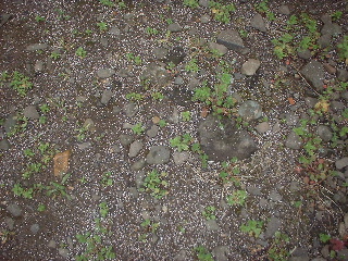 賃貸物件定期管理・春の除草剤散布_f0031037_2023534.jpg