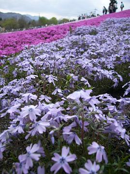 羊山公園～芝桜～_f0065941_11201361.jpg