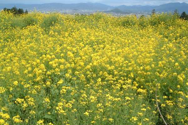 葛城の菜の花畑 4 21 旅の記憶 関西 奈良メモ
