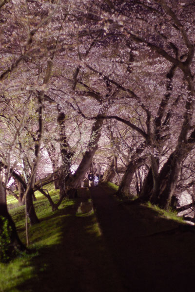 夜桜_e0084756_121122100.jpg