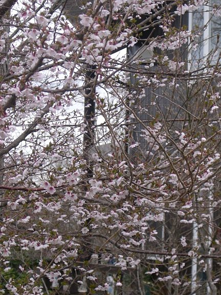 富士桜が春を告げて 花のある暮らし