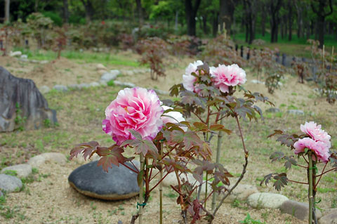 園内の散策Ⅱ～ボタン園_a0058167_1803196.jpg