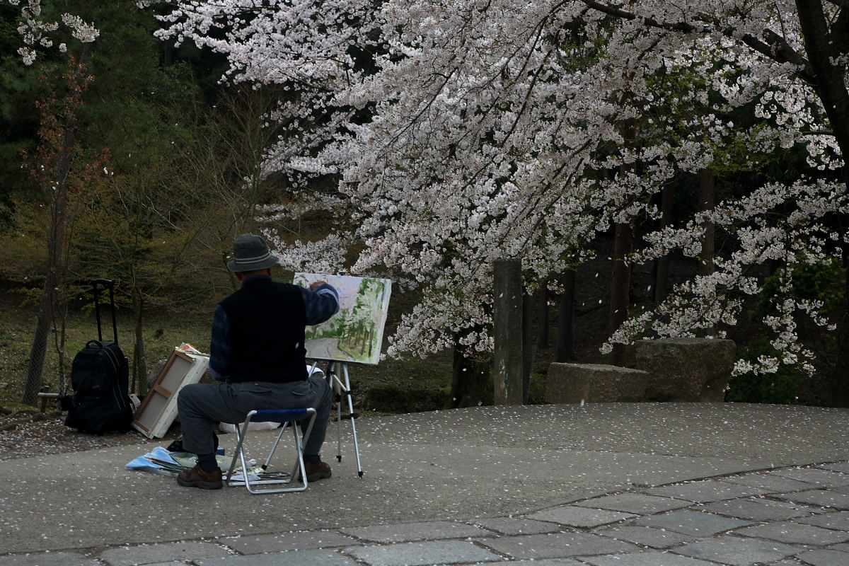 奈良公園　桜  1_f0021869_063525.jpg