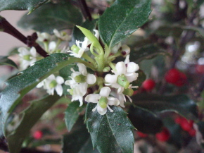 ♬植物図鑑blog??????♬_d0079988_21232612.jpg
