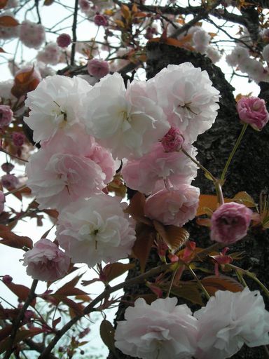 八重桜が見頃_d0115393_004082.jpg