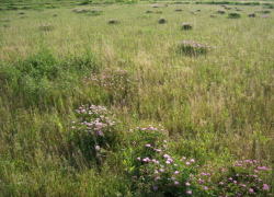 e0079096_23504621.jpg