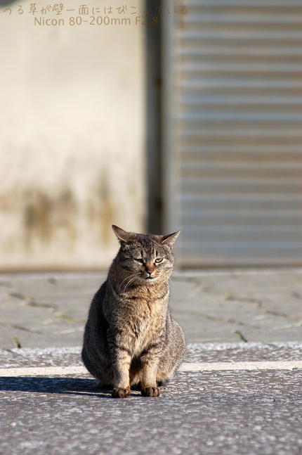 石狩のねこ_a0062697_22393358.jpg