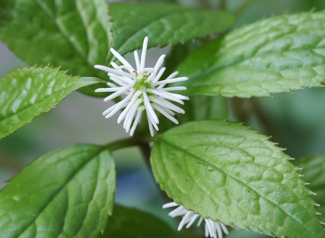 一人静 ヒトリシズカ 野草デジカメ日記