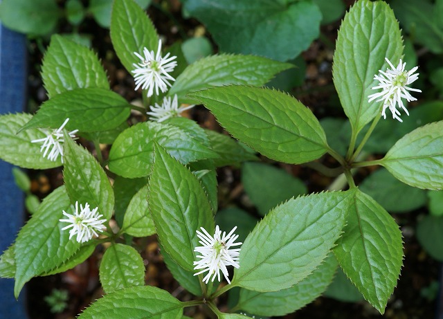 一人静 ヒトリシズカ 野草デジカメ日記 一人静 ヒトリシズカ 野草デジカメ日記