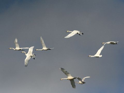 e0103903_2035434.jpg